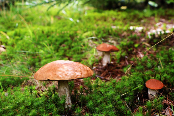 istock Mushrooms thriving in Canada 1005894170