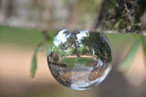istock reflection of nature in a crystal ball 1005894282