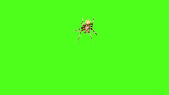 Spider crawls on the screen on a green background. One click selection and overlay in the video editor