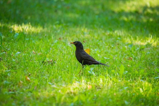 istock A beautiful common blackbird feeding in the grass in park before migration. Turdus merula. Adult bird in park. 1005905220