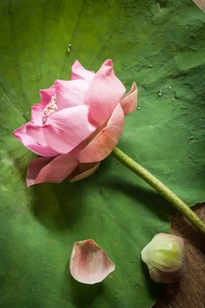Pink lotus for Thailand traditional ceremony.