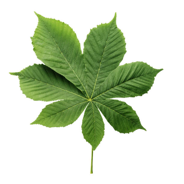 istock leaves of chestnut isolated on white background. 1005927502