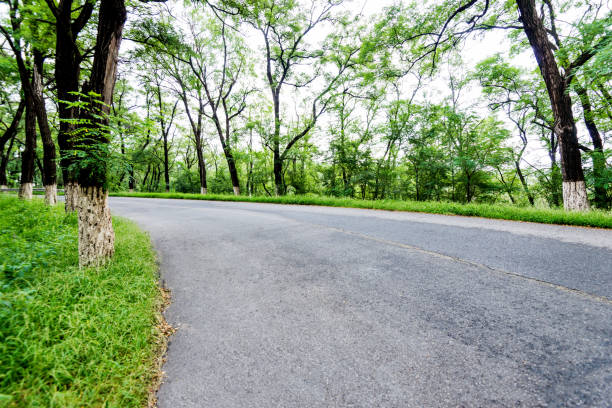 istock Curve road in a green forest 1005930504