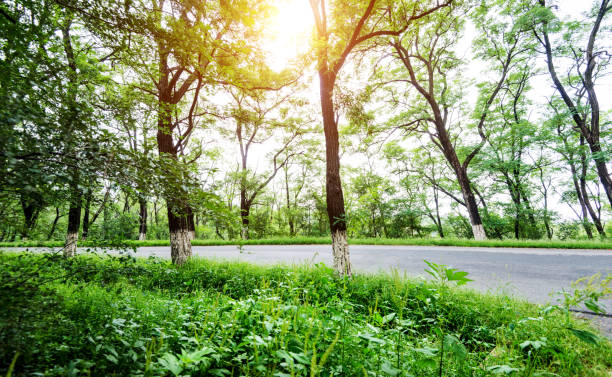 istock Trees on the side of the road 1005930746