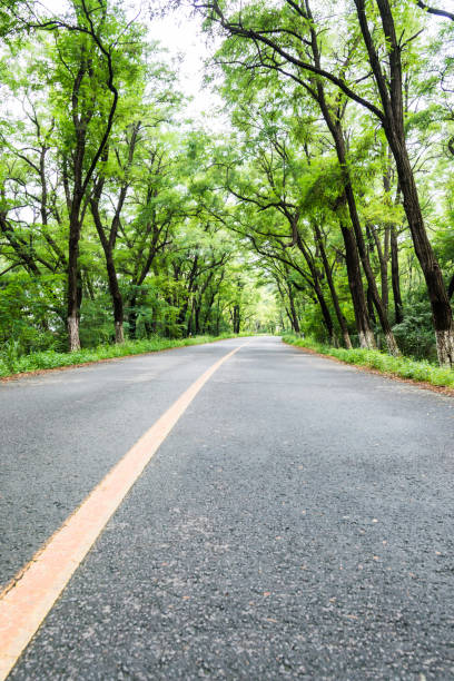 istock Country road through the forest 1005930750