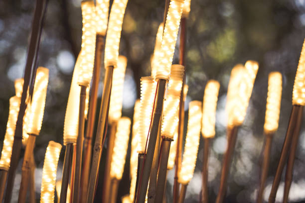 モダンなガーデン ライト竹の棒 - stick wood isolated tree ストックフォトと画像
