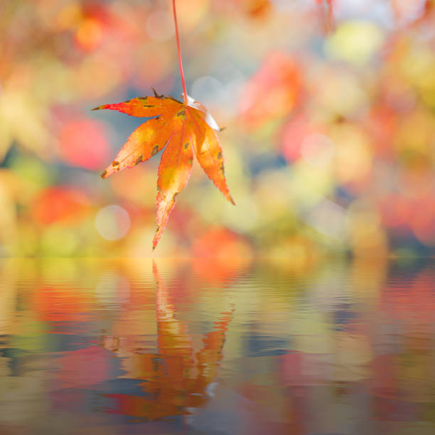 istock Red maple leaf in forest in fall season, autumn background. 1005934652