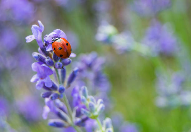 marienkäfer auf lavendelblüten - marienkäfer stock-fotos und bilder