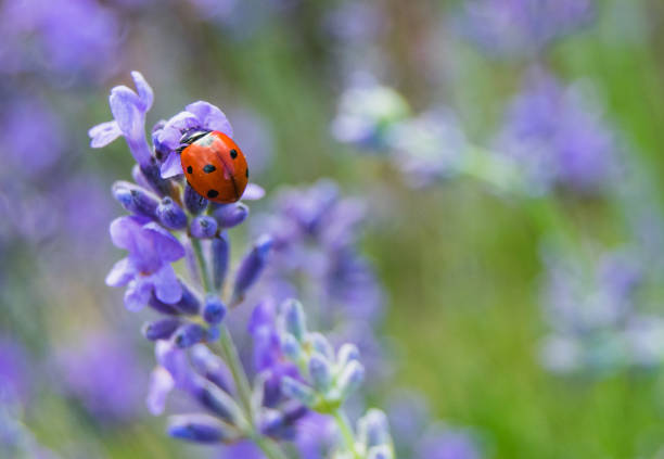 insetto da donna sui fiori di lavanda - ladybug grass leaf close up foto e immagini stock