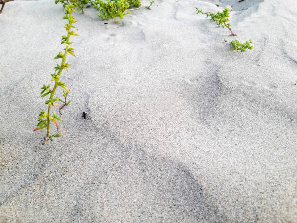 istock The ant crawls along the sand close-up 1005935508