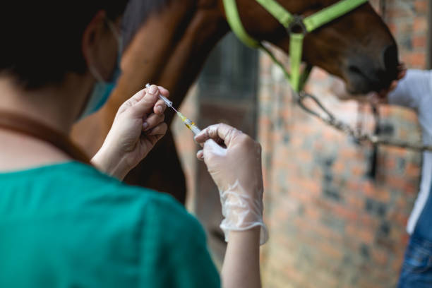 Vet and horse Vet and horse health chech,injection vet treating horse stock pictures, royalty-free photos & images