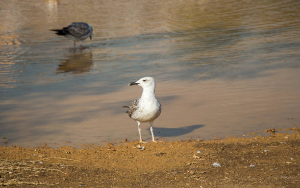 istock Seagulls on ground  with muddy water 1005948438