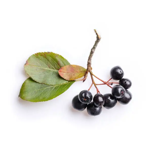 Bunch of black chokeberry berries ( Aronia melanocarpa ) on white.