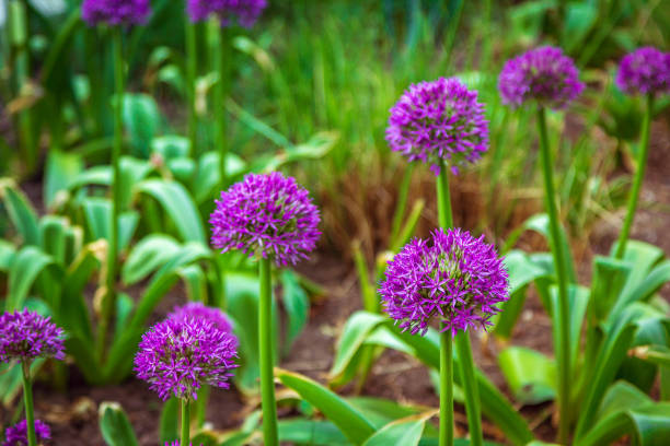 istock Beautiful purple allium flowers 1005952188