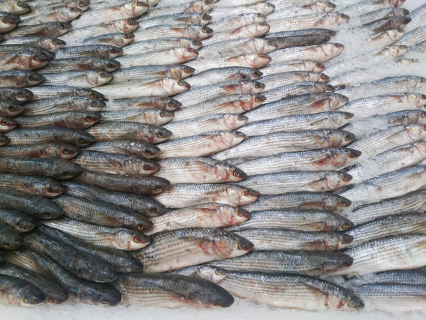 istock Fresh live fish on ice on open market 1005956028