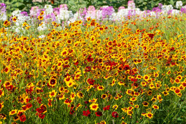 istock Coreopsis grandiflora flowers in the garden 1005958850
