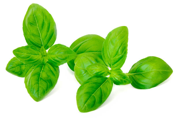 istock Fresh green basil leaves isolated on white background, close up.  Basil herb. Ocimum basilicum)
