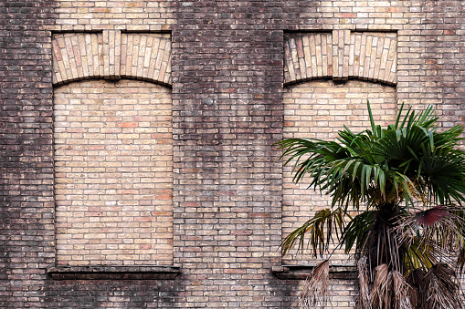 Old brick wall with two false windows, green palm tree near building.