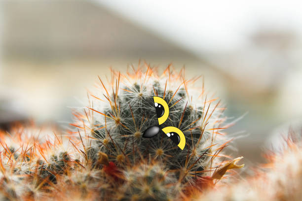 istock cute owl chick with large eyes, tilted his head, cactus with eyes and beak collage 1005967492