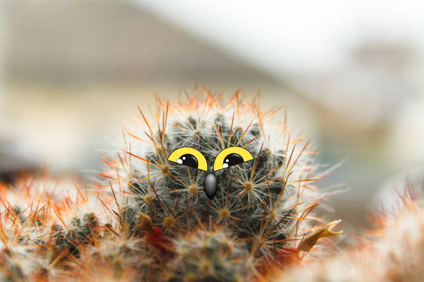 istock cute owl chick with large eyes, cactus with eyes and beak collage 1005967504