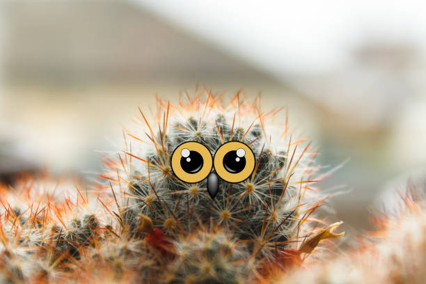 istock cute owl chick with large eyes, cactus with eyes and beak collage 1005967512