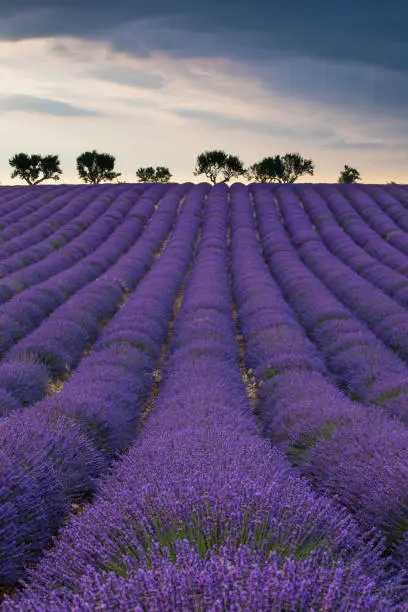 Photo of Valensole lavender fields sunset