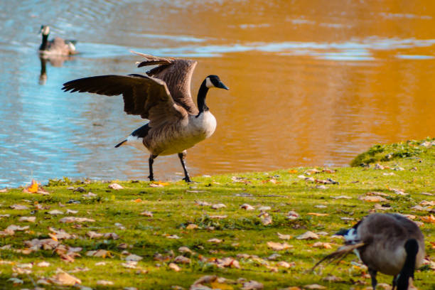 Canada Goose (Branta canadensis) attacking rival
