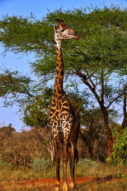 istock Giraffe posing in front of the acacia thorn tree at wild 1005983440