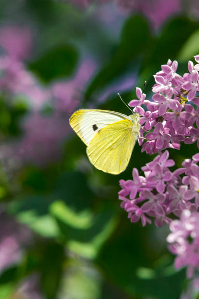 jasnożółty motyl na liliowych kwiatach. wspólna siarka - gonepteryx zdjęcia i obrazy z banku zdjęć