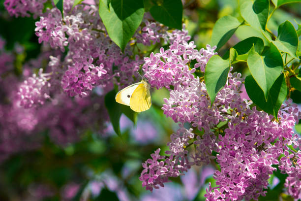 bright yellow butterfly on lilac flowers. common brimstone