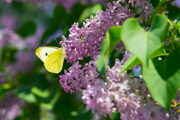 bright yellow butterfly on lilac flowers. common brimstone bright yellow butterfly on lilac flowers. common brimstone buddleia blue stock pictures, royalty-free photos & images
