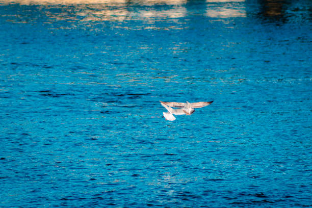 istock Gulls flying over the Grand River 1005983496