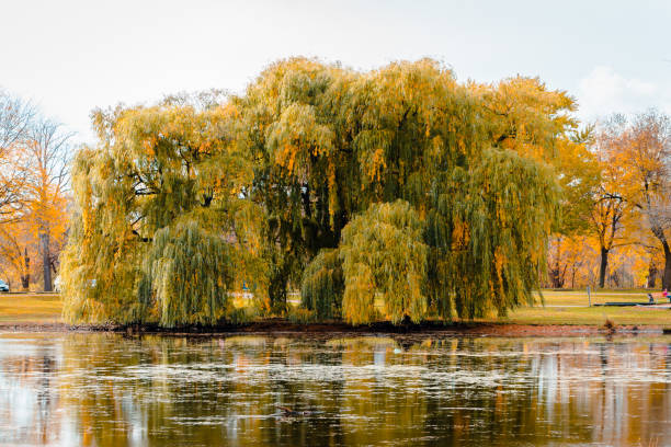 Landscape of a weeping willow tree during the fall by the pond in Riverside Park in Grand Rapids Michigan stock photo