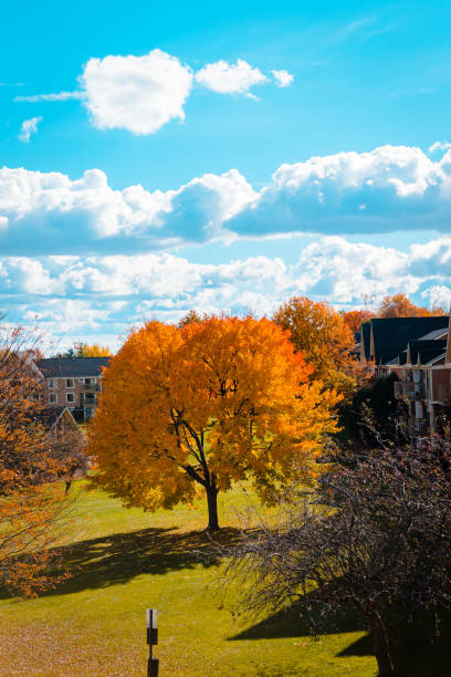 istock Leaves changing colors on a tree in Grand Rapids Michiga 1005983758