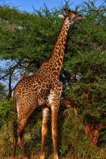istock Giraffe grazing in front of the acacia thorn tree at wild 1005984368