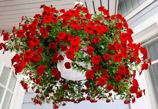 istock Beautiful dark red Petunia hanging in flower pot. 1005988302