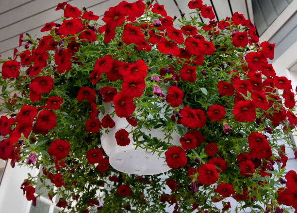 istock Beautiful dark red Petunia hanging in flower pot. 1005990772