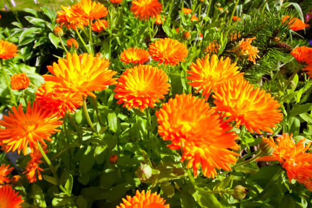 istock Beautiful calendula orange flowers in a garden. 1005990976