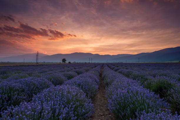 istock Lavender fields. Beautiful image of lavender field. 1005991432