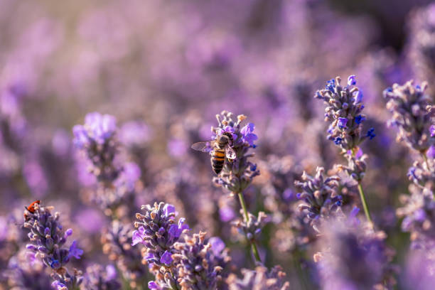 istock Blooming lavender in a field at sunset. 1005992066