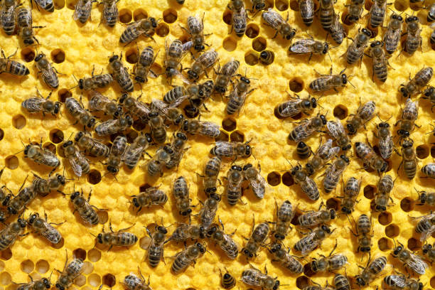 istock Bees on a cell with larvae. Bees Broods. 1005995732