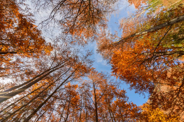 istock Forest looking up in Autumn colors 1005998628