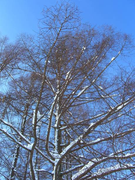 白樺の木 - birch tree tree downy birch white ストックフォトと画像