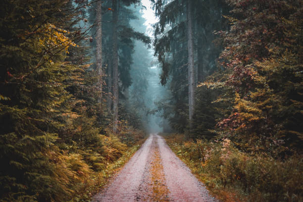 Enter if you dare Taken in the black forest in Germany, there had been alot of rain this day, we took a turning of the main road in search of some adventure and we found it. single lane road photos stock pictures, royalty-free photos & images