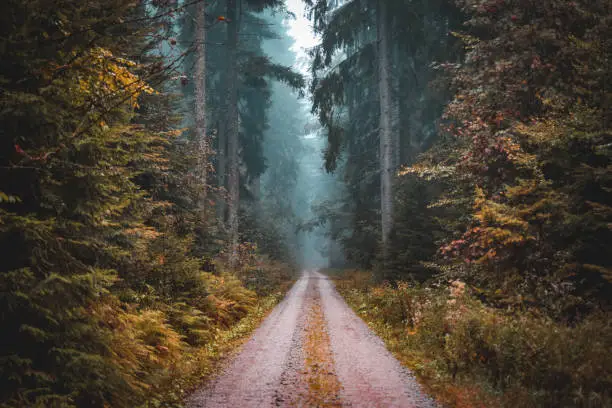 Taken in the black forest in Germany, there had been alot of rain this day, we took a turning of the main road in search of some adventure and we found it.