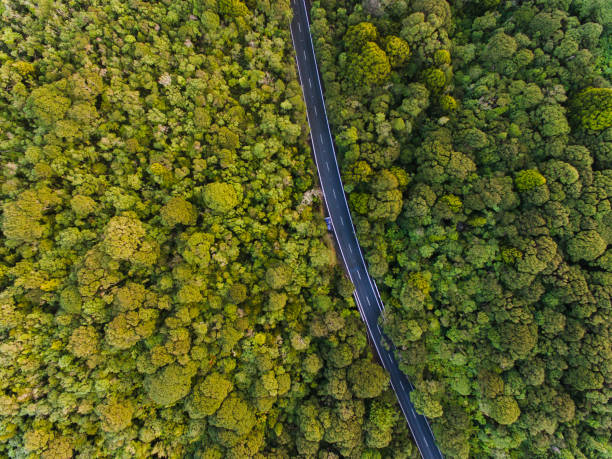 istock Aerial view of long road cutting through forest. 1006003002