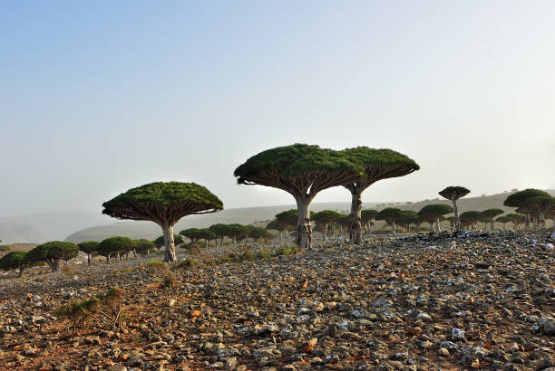 istock Dragon blood trees, Socotra, Yemen 1006005766