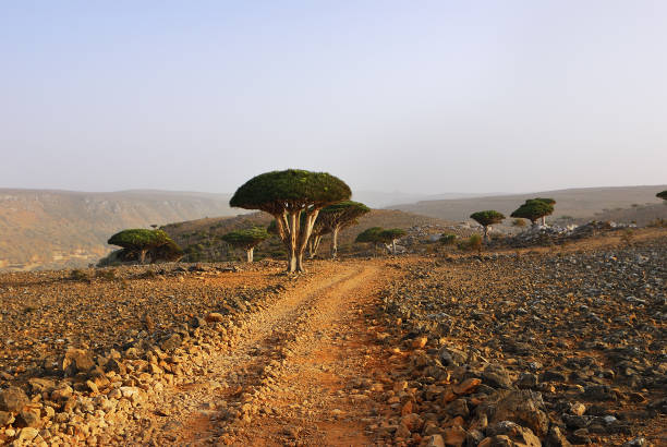 istock Dragon blood trees, Socotra, Yemen 1006005784