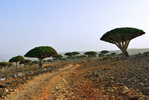 istock Dragon blood trees, Socotra, Yemen 1006005828