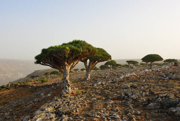 istock Dragon blood trees, Socotra, Yemen 1006005830